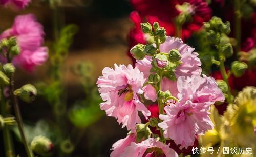 开春种上4种花，几粒种子撒土里，一开花就惊艳了时光！