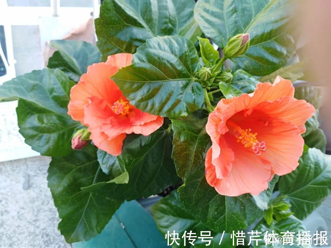 9个开花劳模，施肥不能停，不然越养越差劲