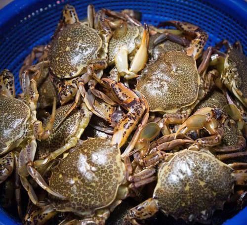 总结钓螃蟹的4种方法不用鱼钩,全靠陷阱诱捕
