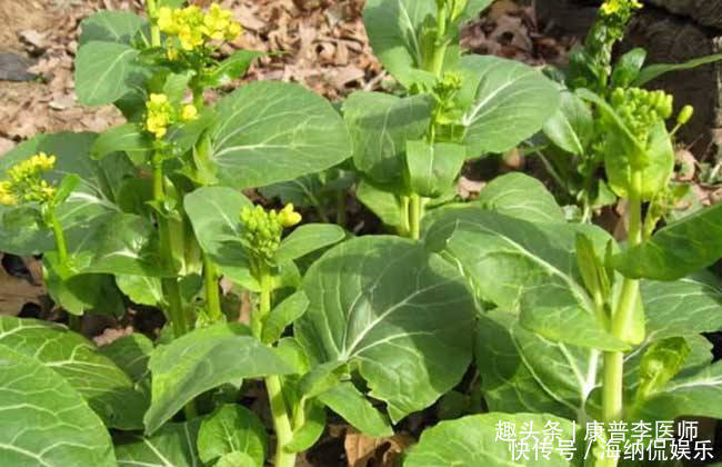 中年|几种不起眼的野菜，坚持常吃，预防感冒，消除疲劳，排毒养颜