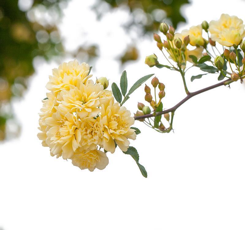好看又好养的黄木香,花量巨大,养护做好几点,见花不见叶