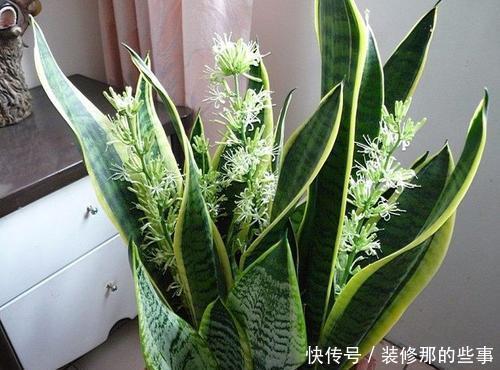  阿莫西林|家里养虎皮兰，给它喂颗小药丸，像打鸡血一样，新叶侧芽一起长！