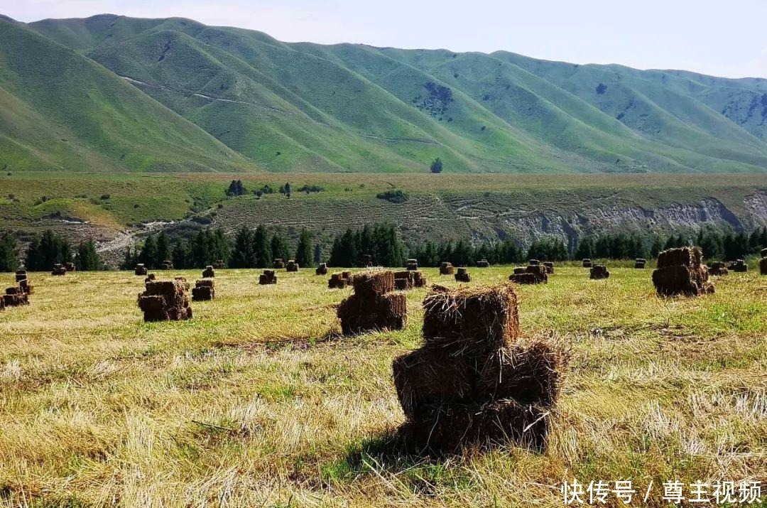 喝牛奶|广东女孩到新疆旅游，在天山下牧民村呆了半个月，每天喝牛奶吃馕