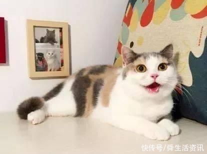 公猫一直发情会尿血吗
