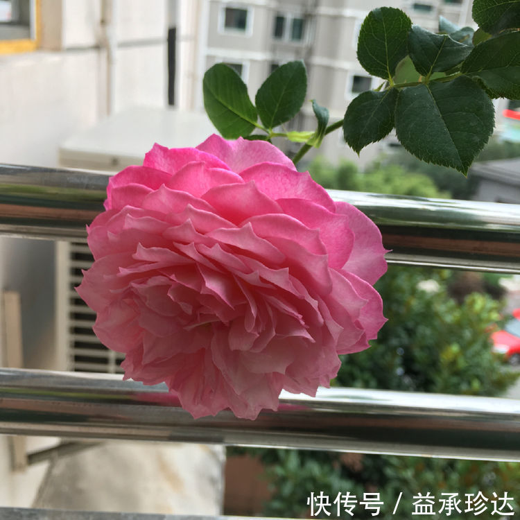 屋子|超香的花卉,养在阳台,风一吹满屋子香气,花开超美丽