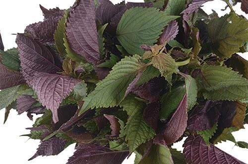 幽门螺杆菌要不要根除？答案让你有些无奈！医生：并没有那么糟糕