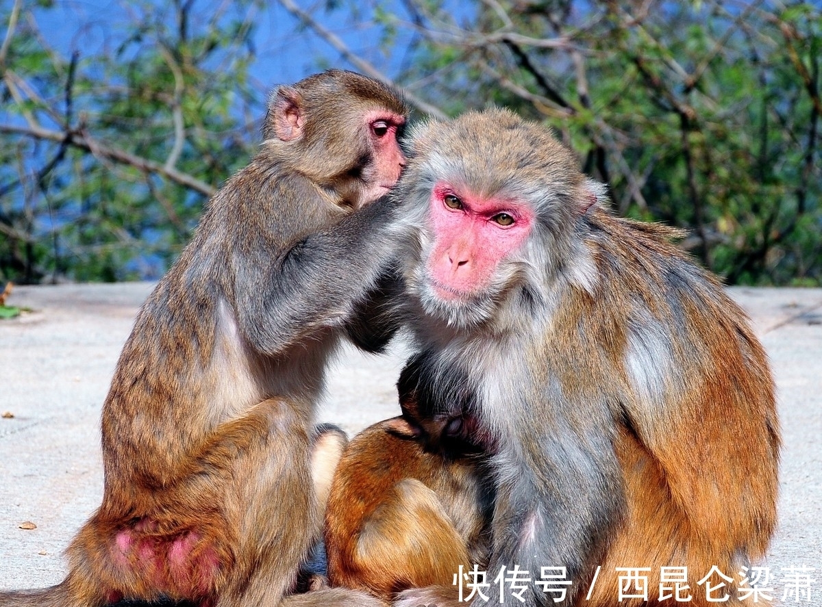 生肖猴|女追男隔层纱，生肖猴面对爱情要把握住机会，直面内心感受