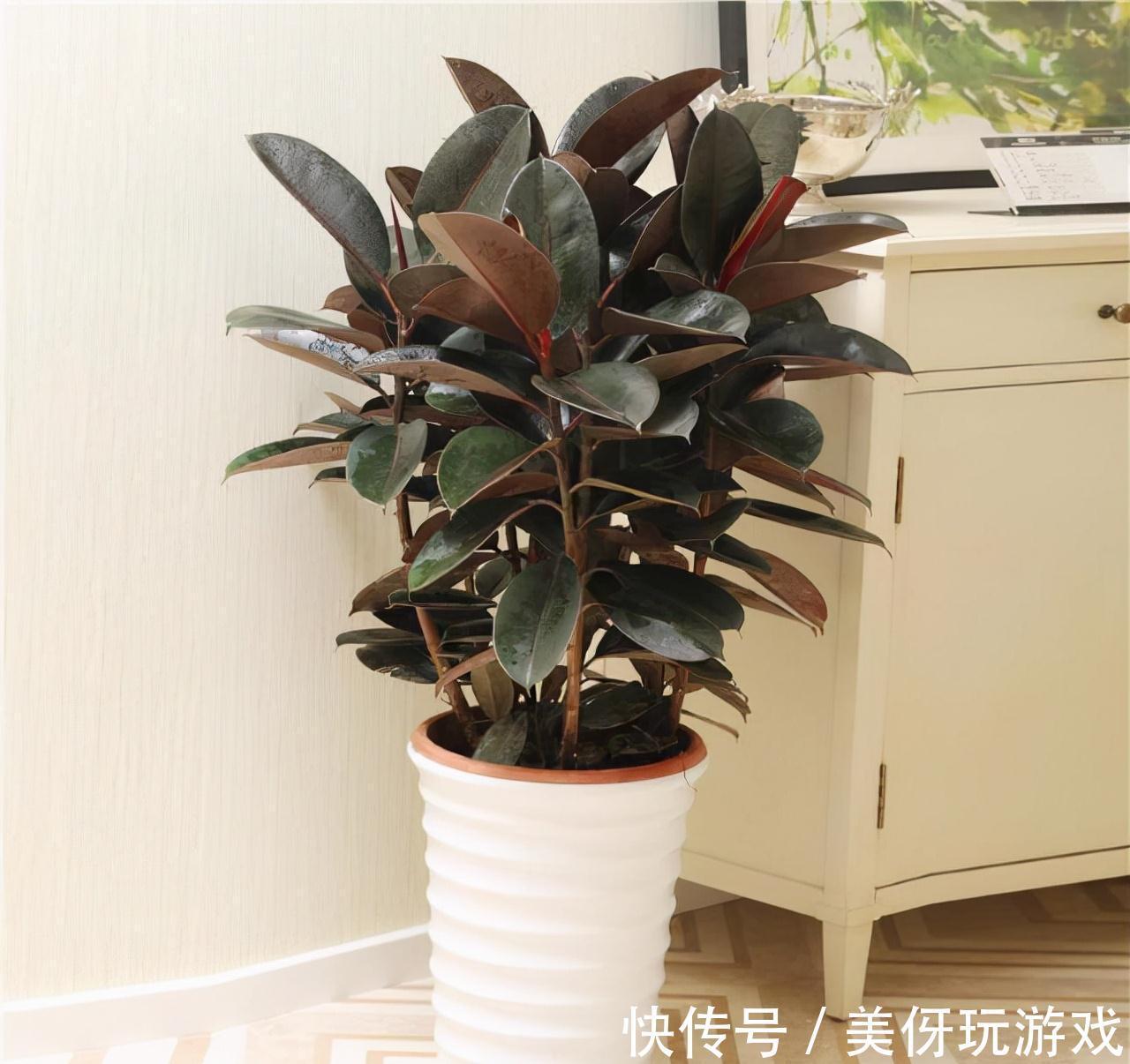 人养花，花亦养人！这八种“能养人”的健康花，建议至少养一种