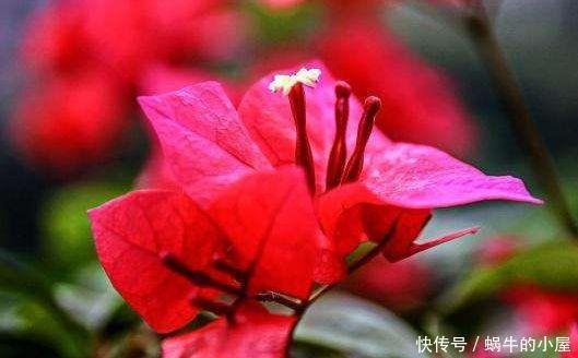 4种“漂亮花”,好打理易爆盆,花朵粉嫩丰腴,绚丽夺目