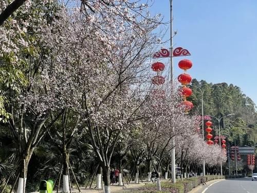 老年|满园春色关不住，快来乐山“花海”里逛逛！