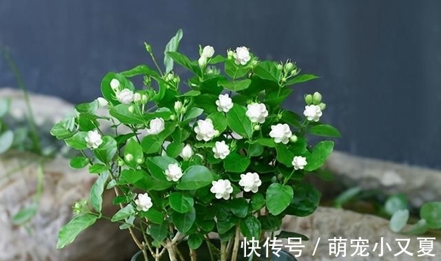 花市|花市上的茉莉“满头花苞”，花香浓，原来是“这样”养出来的