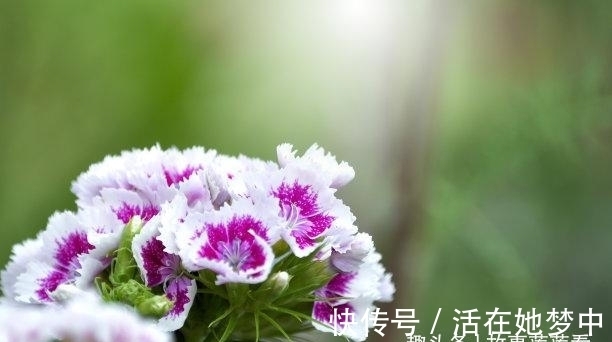 生肖牛|三天后，桃花盛开，告别前任，坦白爱意，苦苦等待，余生恩爱缠绵