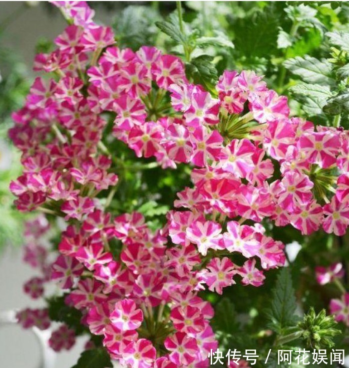 “4种花”吊起来养,漂亮不占地,一次开花300朵,美爆阳台!