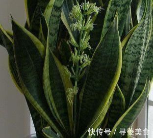 绿植|这三种绿植最适合忙人养，不用照顾的太好，自己就能蹭蹭长不停