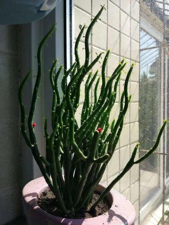 香味|卧室不能养的花,对身体有大危害,一盆也不行