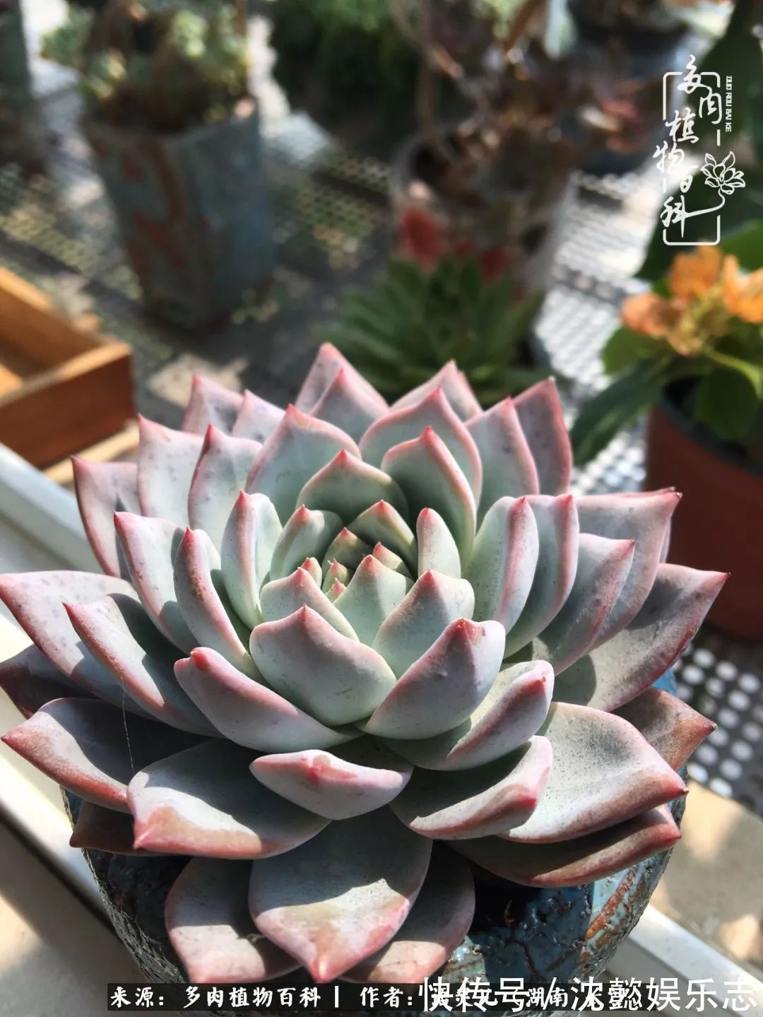 阳台党|邂逅多肉,爱折腾的阳台党,总能收获简单纯粹的快乐!