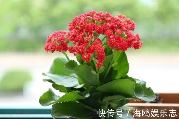 花骨朵|长寿花怕三种水,避开不烂根,轻松爆盆,花开烂漫迷人眼