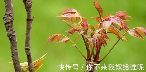 子宫|妇科炎症太磨人?试试多吃6种食物,或消炎抑菌,子宫更干净