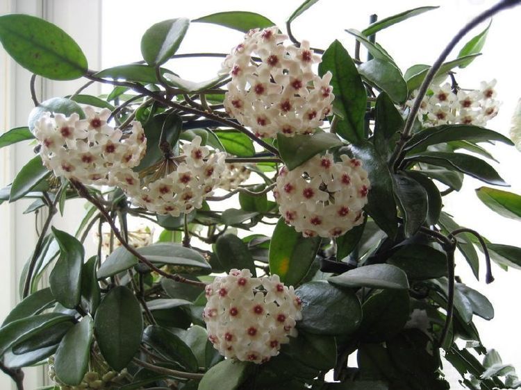 这款花卉，适合居家养殖，开花美长势旺，养在客厅生机勃勃，美