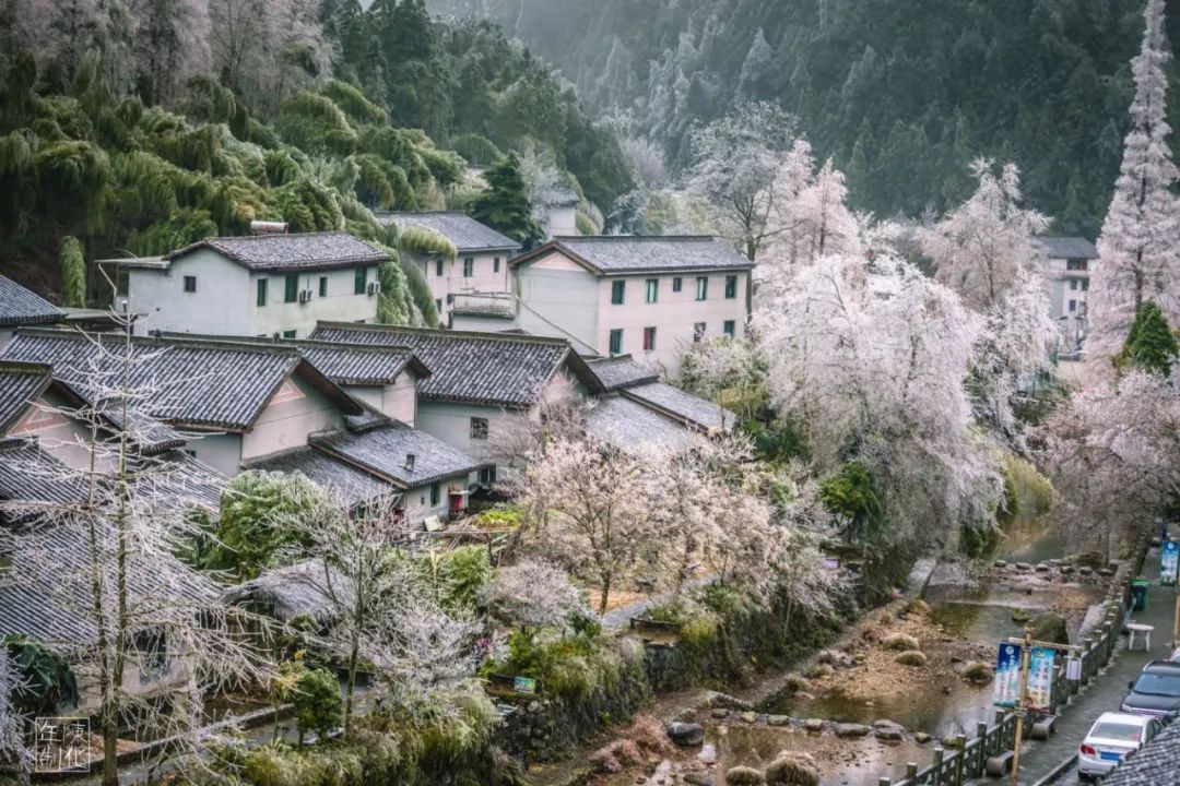 庆元县|不是初雪，胜似初雪，庆元雾凇，宛若仙境！