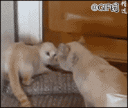 |搞笑GIF:不愧是兄弟两个,连摔跤都是这么同步,好可爱!