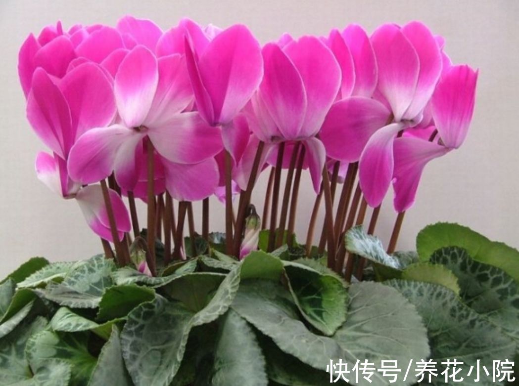 长寿花|秋天养上3种花，细心管理，春节期间就能开花