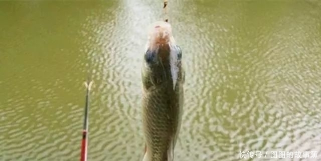 专攻大鲫鱼的2款特制饵料,上鱼速度真快其他统统靠边站