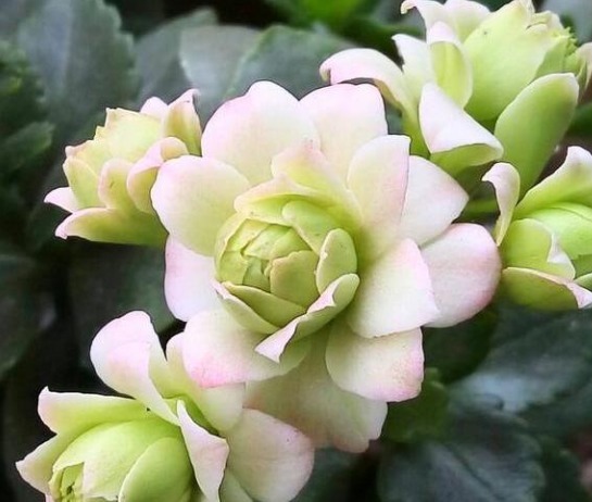 48个长寿花品种,一个比一个漂亮,文末附长寿花的养护简介