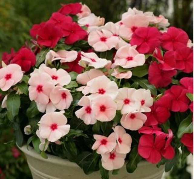 花卉里的“劳模”,3种花全年”开花不断“ ,好养又漂亮,美!