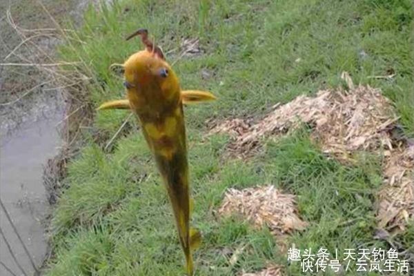 味型|盛夏时节钓鱼,鲜为人知的四个用饵技巧,饵料对了口,上鱼更多