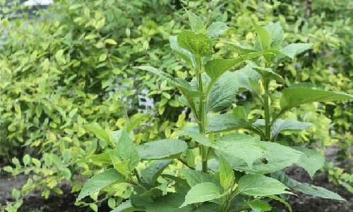 千金换野菜到底亏不亏?聪明人才知道,关键时刻起到重要作用