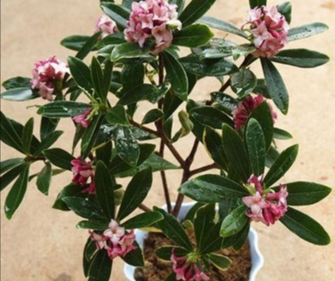 蟹爪兰|夏天5种花不要买,很难养活,费钱又费时间