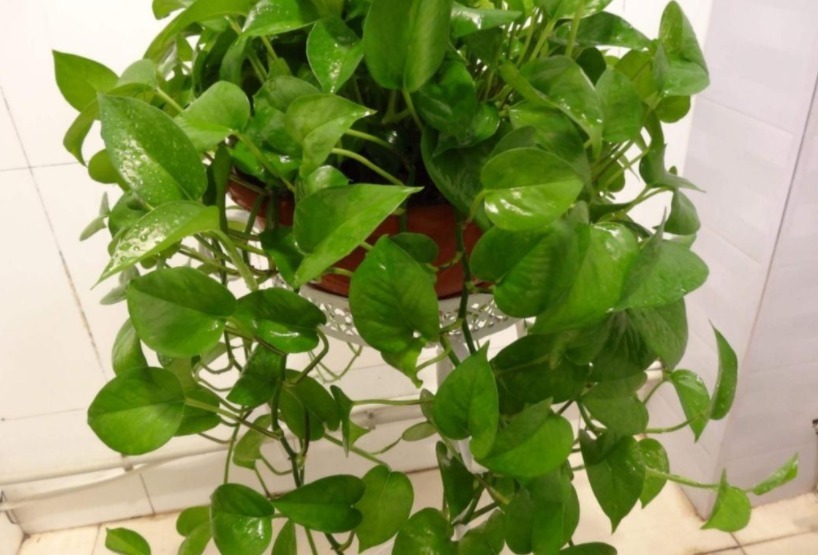 常备|养花常备1种肥就够了,毕竟所有的植物大多数时间都用得上