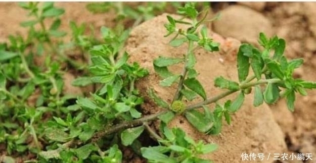 稻田边一草,味道熏人,鹅都不吃,却是头痛的良药,人称鹅不食