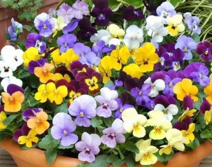 最适合懒人养的4种花,随意丢盆里就能活,颜值超高超好养