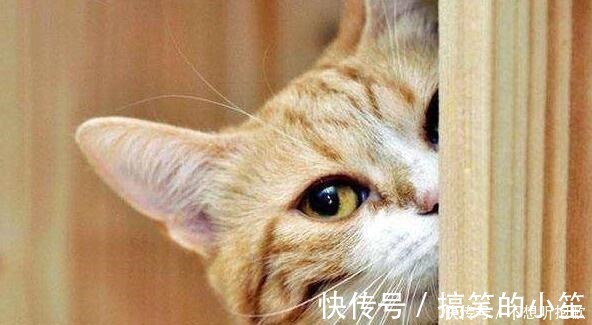 躲猫猫|如果你家宝宝有这3种行为,可能是宝宝聪明的表现,父母别会错意!