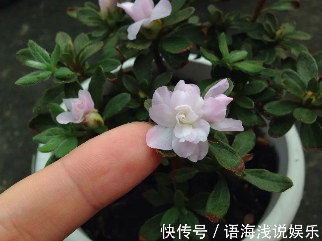 君子兰越小越值钱,养了4年,只有硬币大!