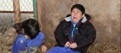 宠物鸡|日本最“变态”的生命课亲自养,亲手杀,亲口吃,孩子崩溃大哭