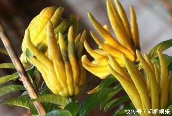 这4种花,养在家旺财又“镇宅”,比绿萝、发财树还要强100倍