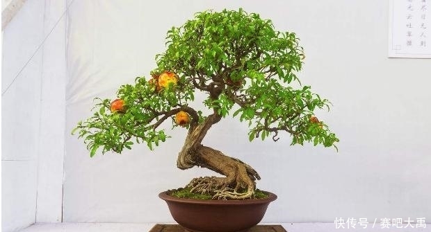 种植|6种果树盆景,放到家里给人高大上的感觉!好看还能吃!