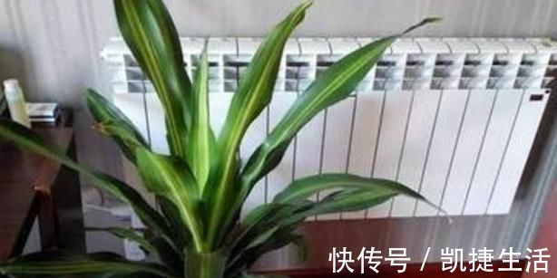 养君子兰,这“3个位置”,千万不能放,一放开花就难了,要注意