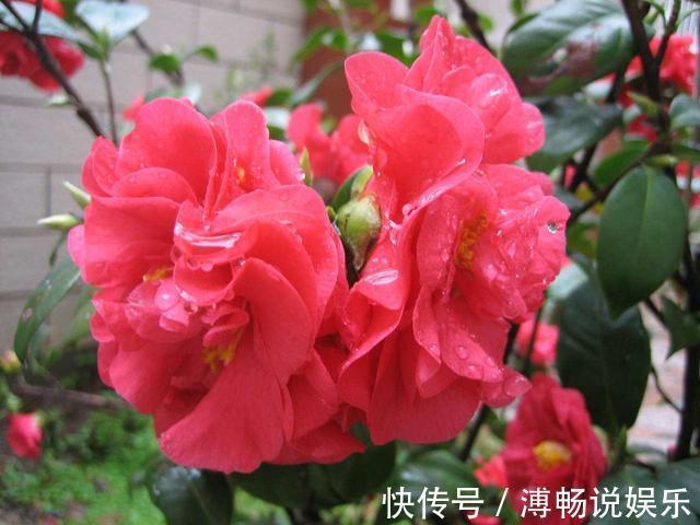 套路|抓住茶花“生长规律”，再来点养花“套路”，养好茶花没那么难！