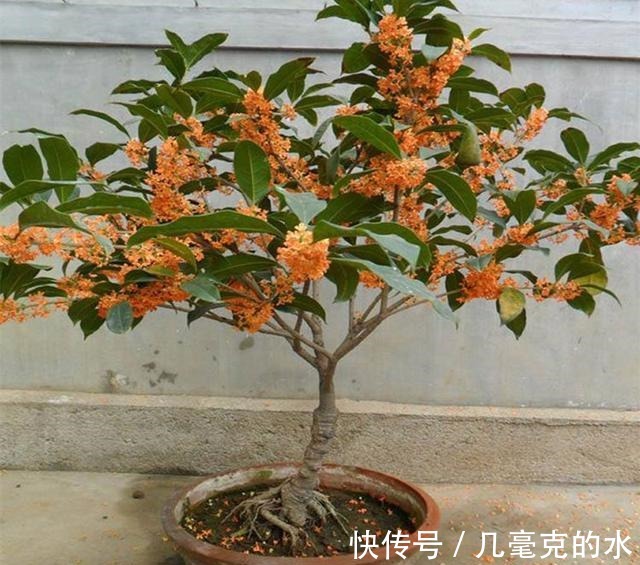 人养花,花亦养人!8种能“吃”的花,漂亮又美味,建议养一盆!