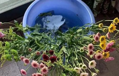 这5样“小药丸”不值钱，过期了却仍能磨粉养花，好处多多