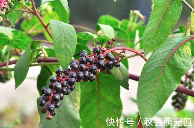 爱美之心|农村一稀罕野草,形似苋菜,根似人参,民间称它为“见肿消”