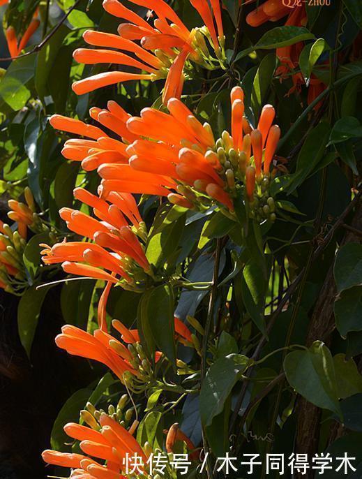 扦插|8种花不用买,去朋友家掐个叶片插土里,7天就生根,太容易成活了