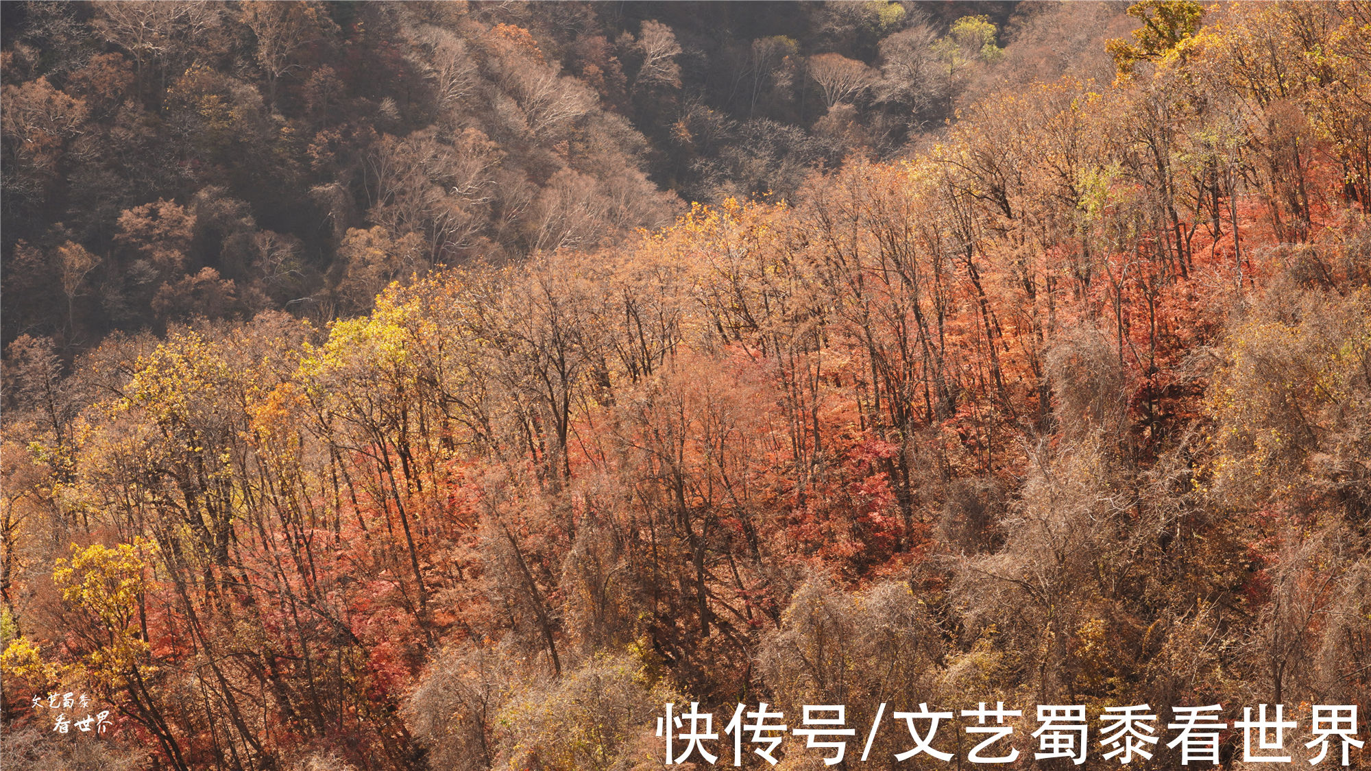 红叶|又快到了去本溪赏枫的季节，枫林谷是我退休以后每年都要去的地方