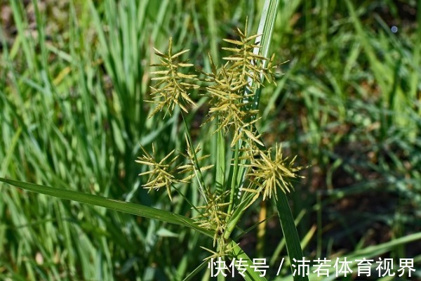 农村|农村一种不起眼的野草,常被乡下人“嫌弃”,却不知是珍贵草药