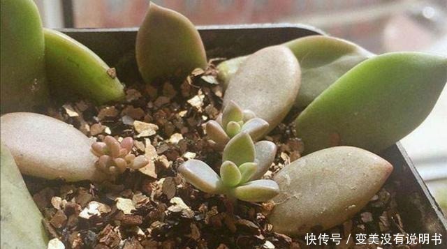 5种常见的花,现在还能扦插,再晚不容易生根!