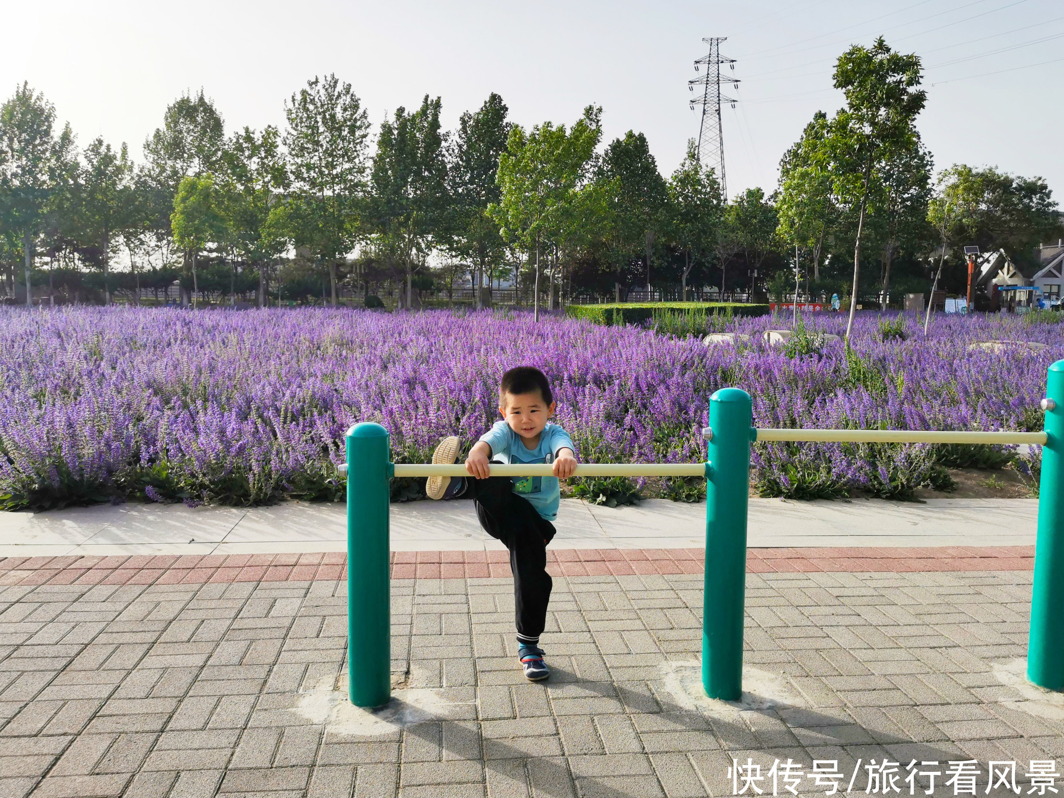 北京小众薰衣草花海绽放，地铁直达，而且不收门票